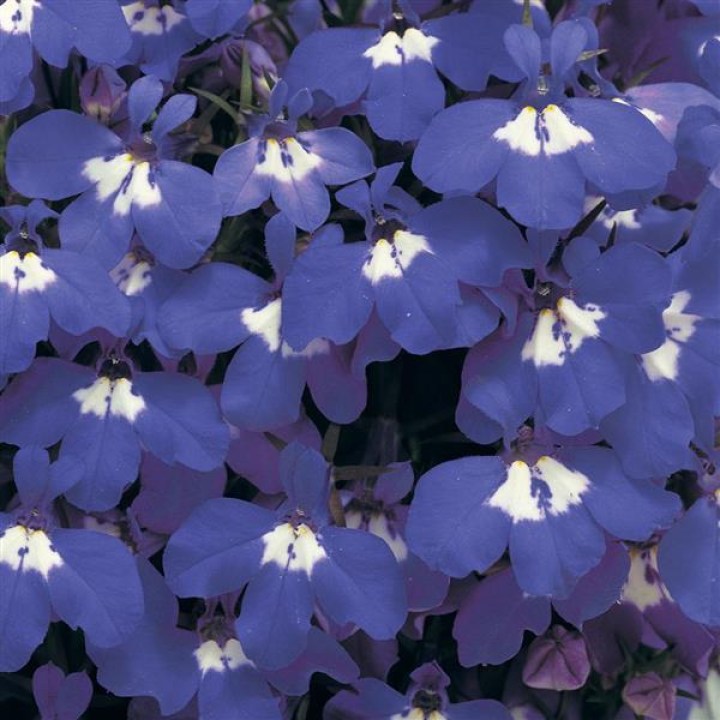 Лобелия Riviera Blue Eyes